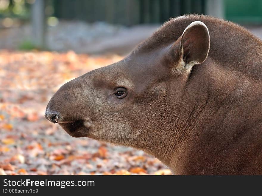 Close up of tapir head portrait shot