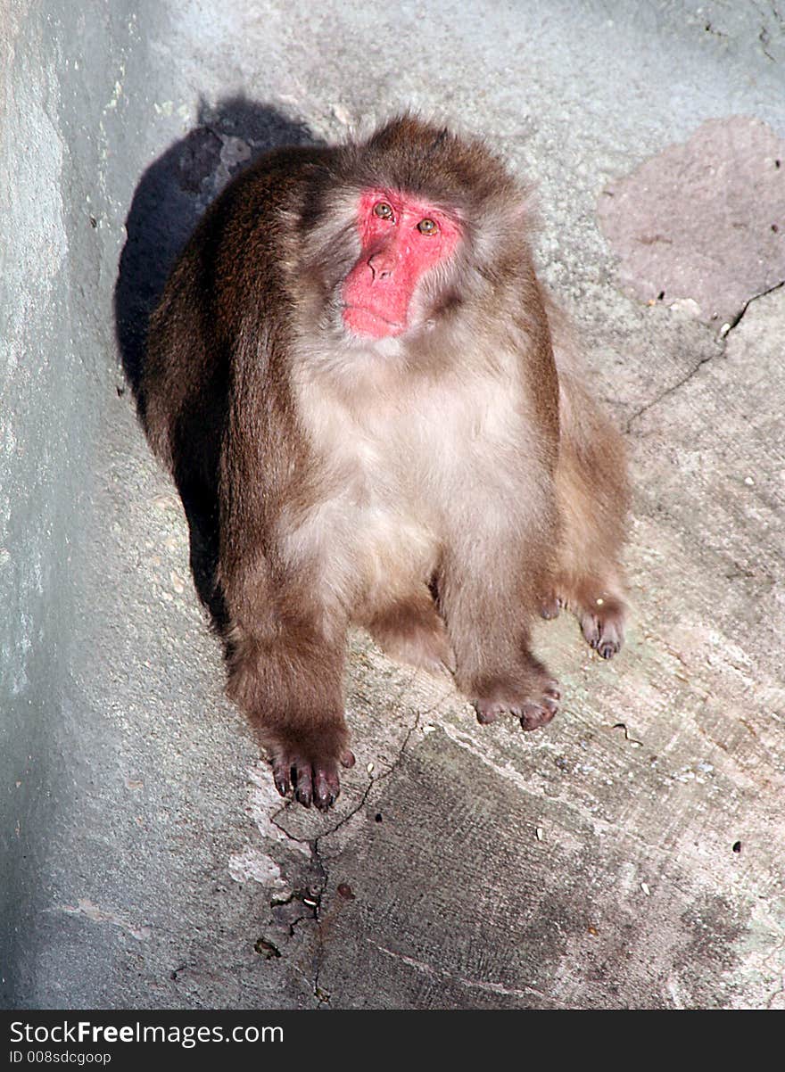 Portrait of a japanese macaque. Portrait of a japanese macaque