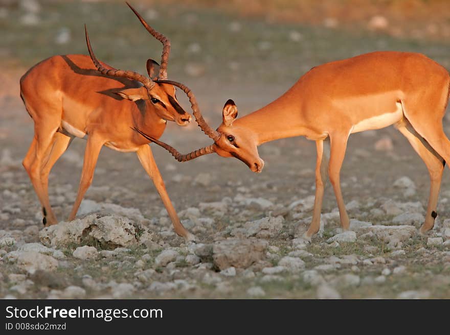 Two black-faced impalas (Aepyceros melampus petersi), fighting, Etosha National Park, Namibia