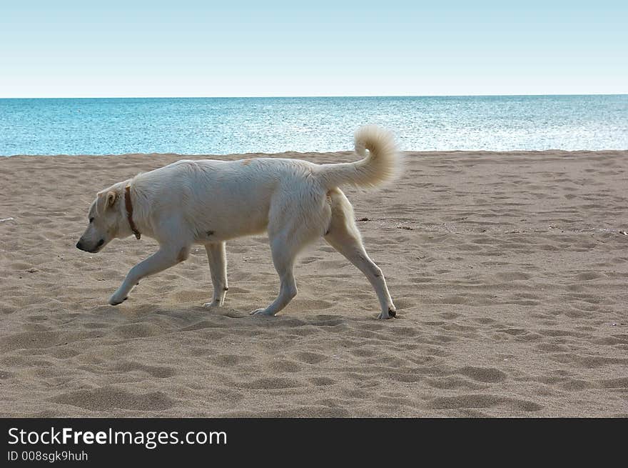 Wandering dog that explores one desolate beach