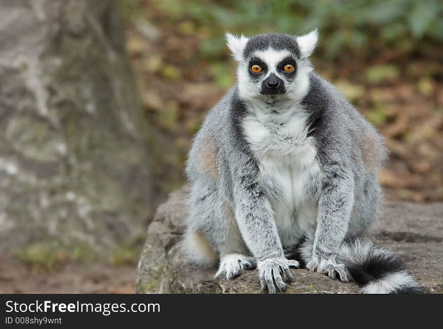 Ring tailed lemur