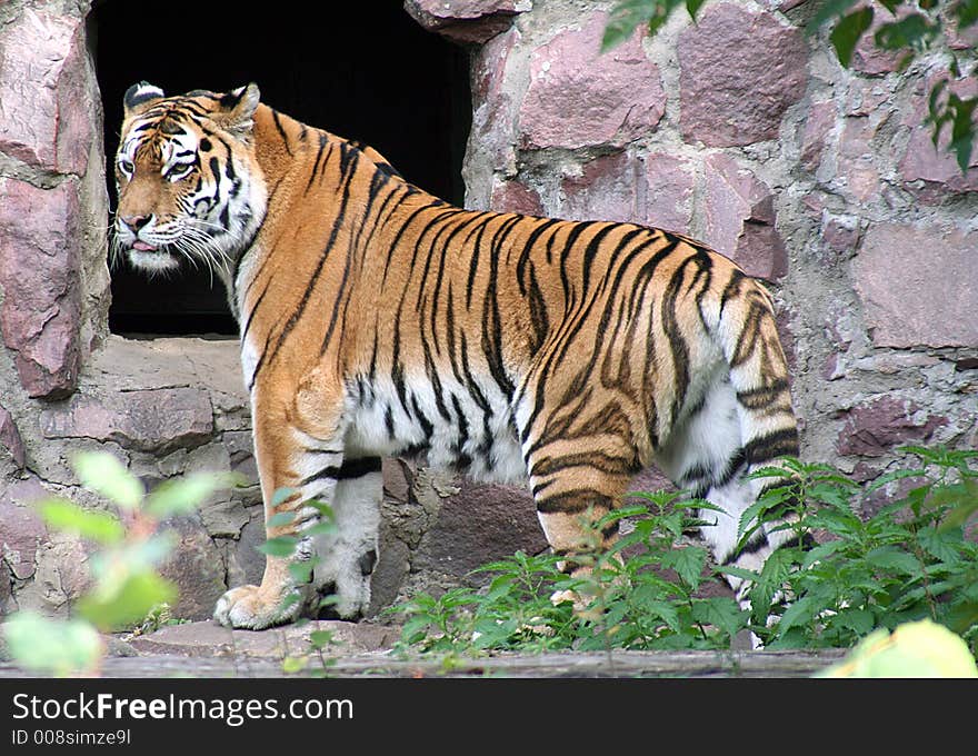 Portrait of Far-Eastern Amur Tiger. Portrait of Far-Eastern Amur Tiger