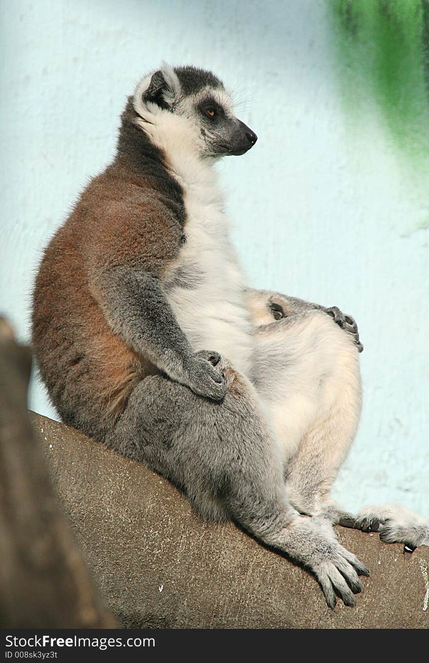 Portrait of a ring-tailed lemur. Portrait of a ring-tailed lemur