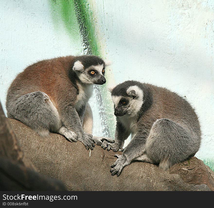 Couple of ring-tailed lemurs. Couple of ring-tailed lemurs