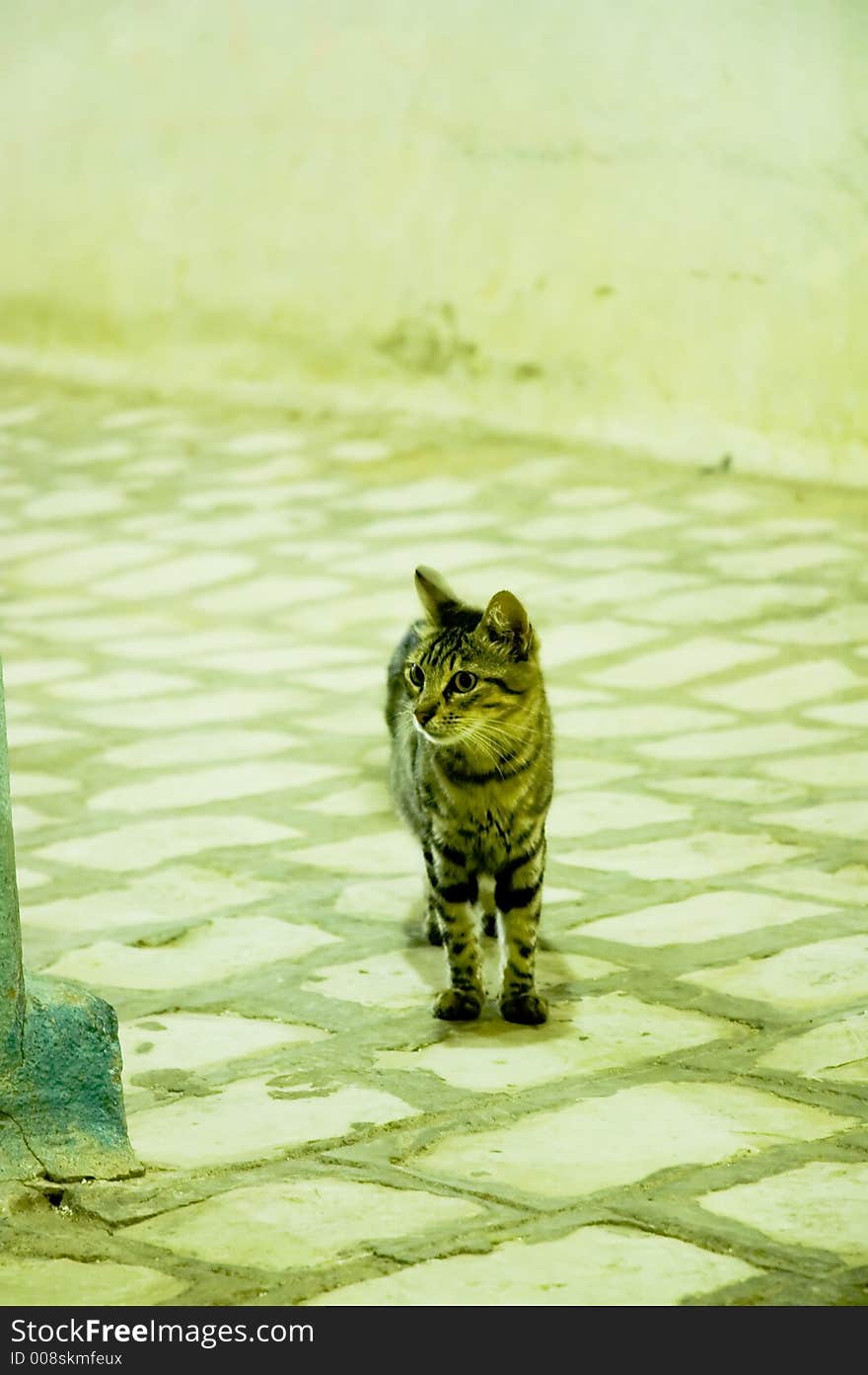 Moody photo of alone street cat, by night. Shallow DOF, focus on eyes, long exposure time. Moody photo of alone street cat, by night. Shallow DOF, focus on eyes, long exposure time.