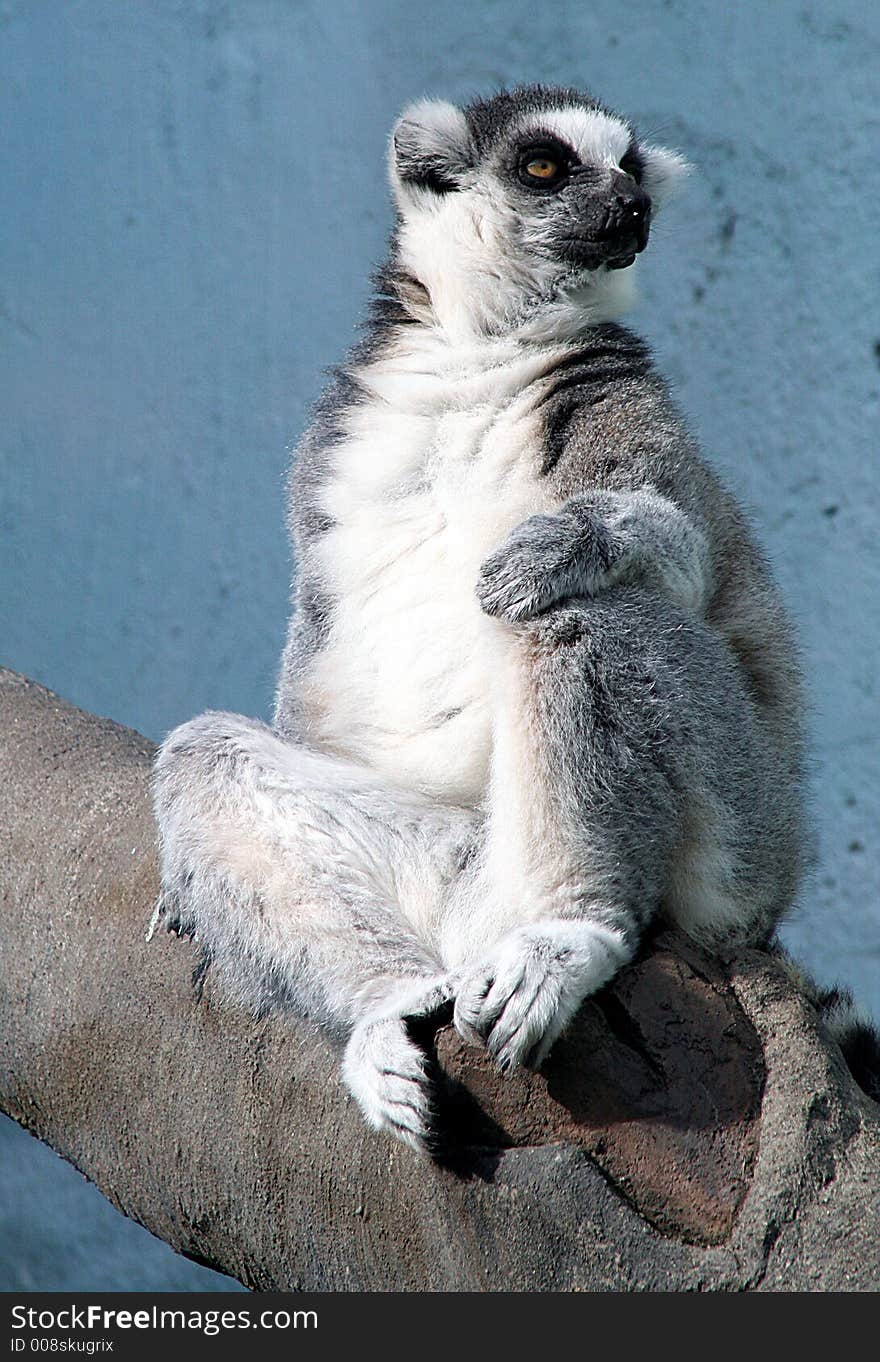 Portrait of a ring-tailed lemur. Portrait of a ring-tailed lemur