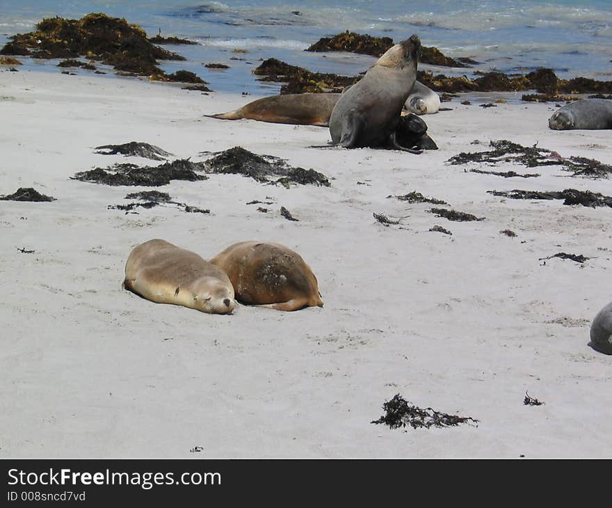 Sea lions at Kangaroo Island