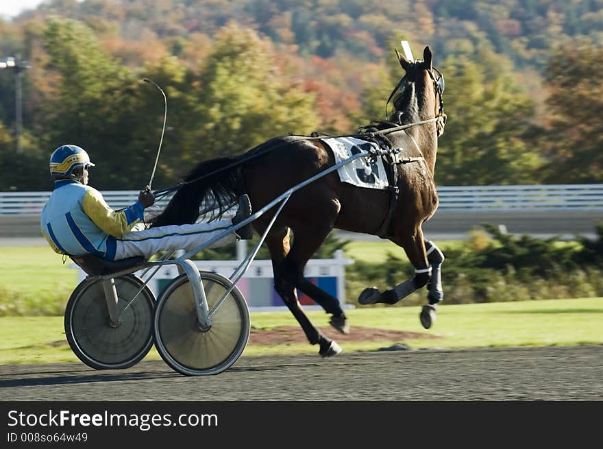 Harness race horse breaking stride during a race
