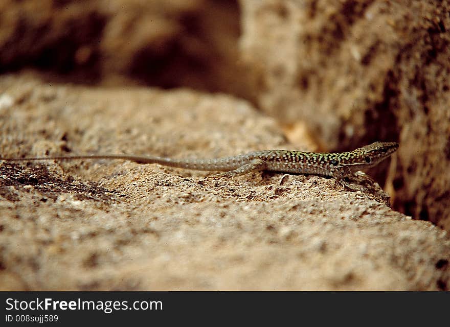 An Italy\\\'s lizard on an anciet rock