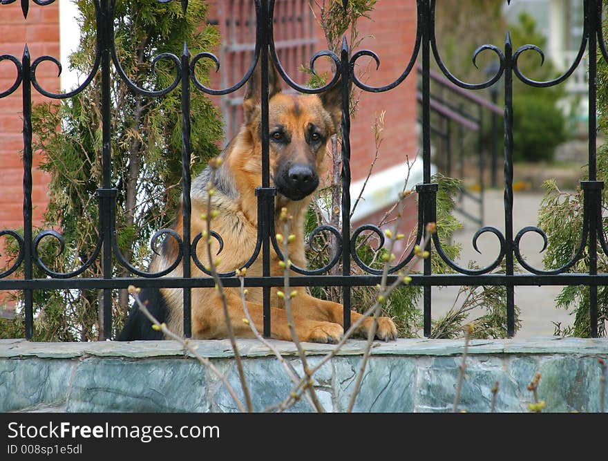 German Sheep-dog