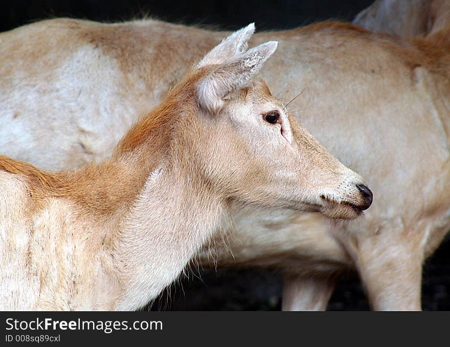 Portrait of Female David Deer. Portrait of Female David Deer