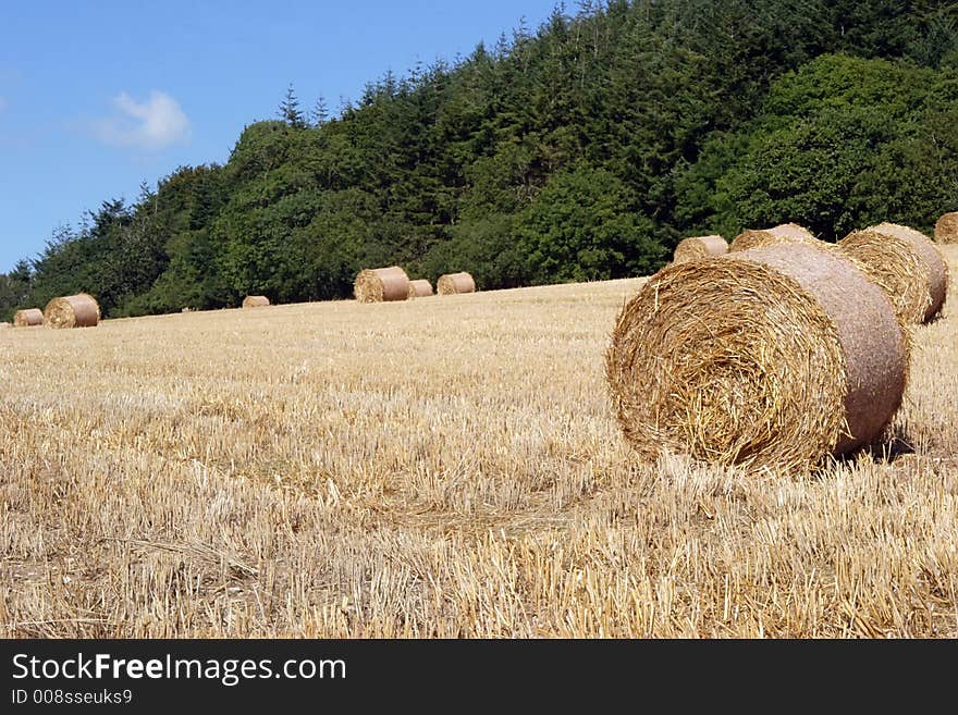 Devon Countryside Scene