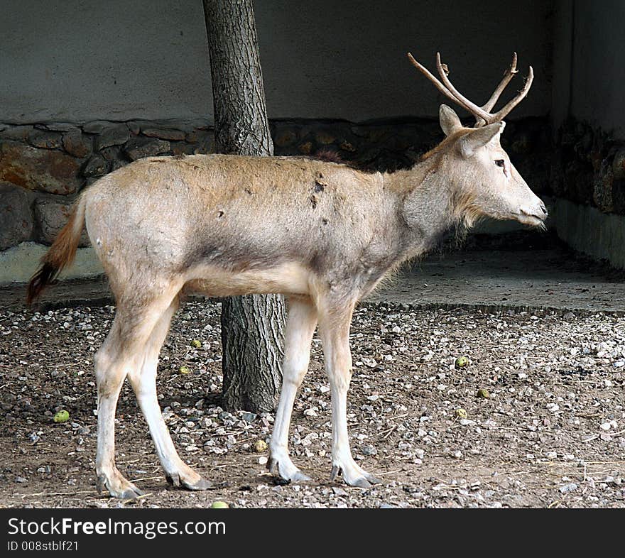 Portrait of Male David Deer. Portrait of Male David Deer