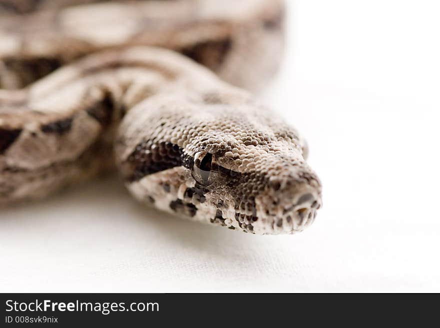 Baby boa constictor close-up