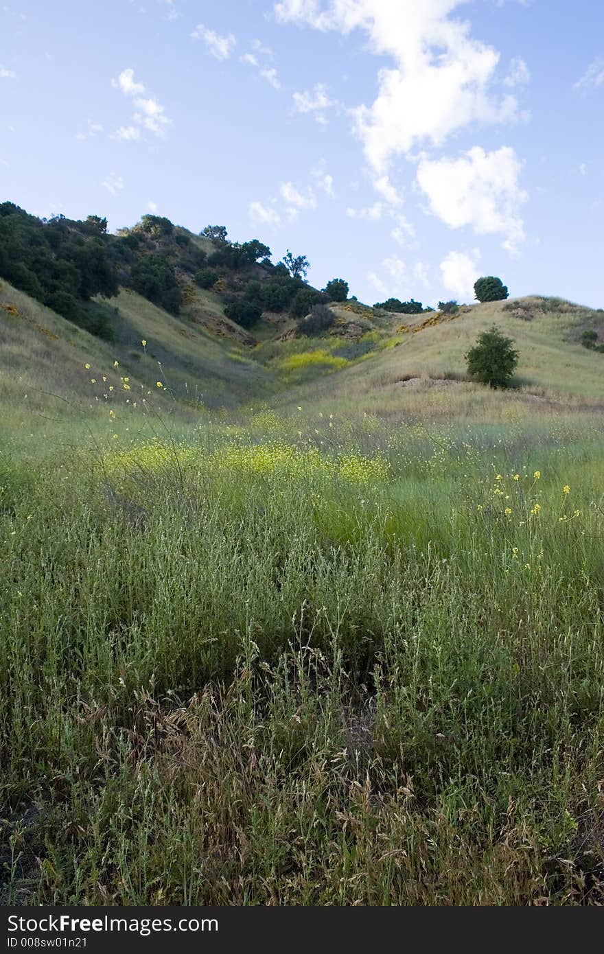 Scenic  meadow,California