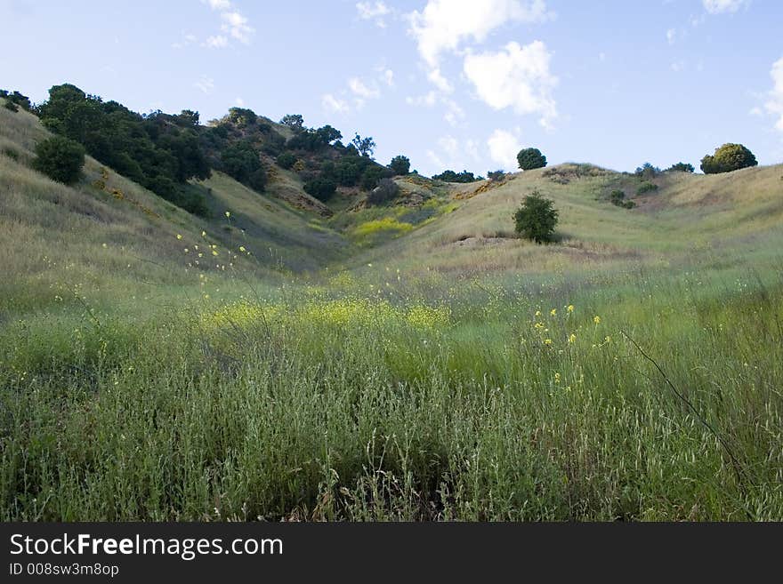 Scenic meadow,California