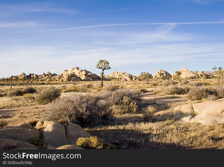 Summer landscape, Joshua Tree,Ca. Summer landscape, Joshua Tree,Ca