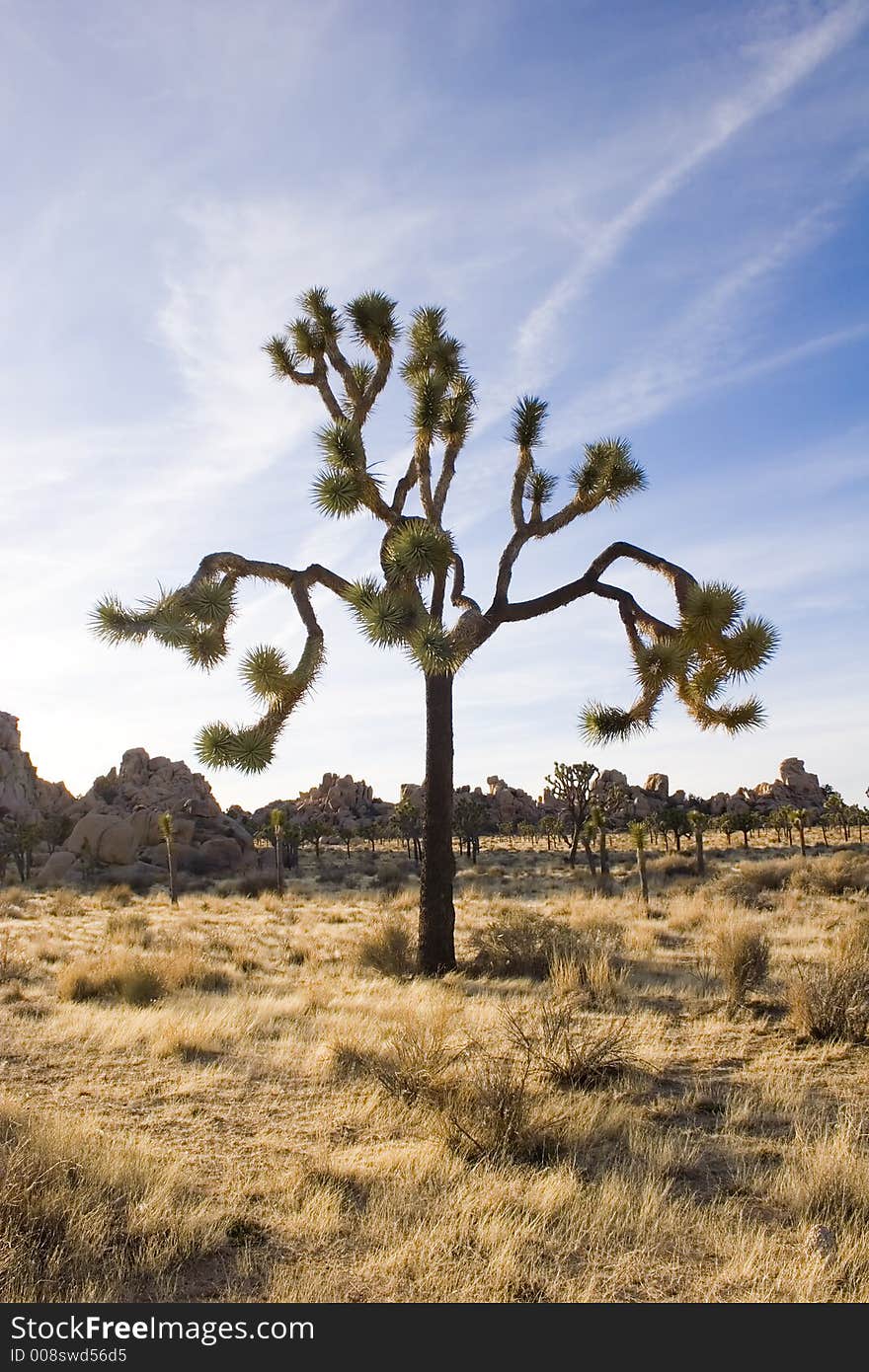 Summer landscape, Joshua Tree,Ca. Summer landscape, Joshua Tree,Ca