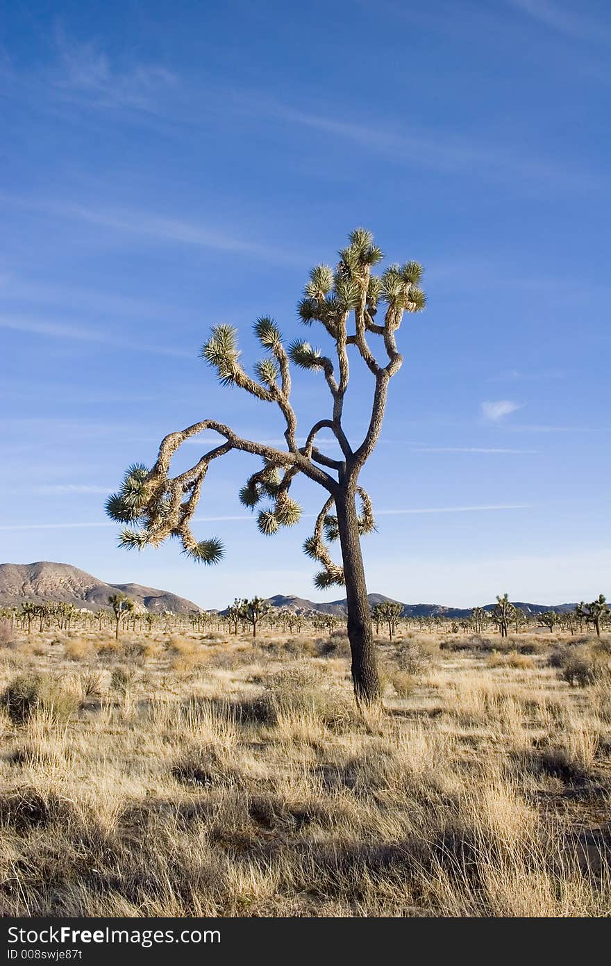 Summer landscape, Joshua Tree,Ca. Summer landscape, Joshua Tree,Ca