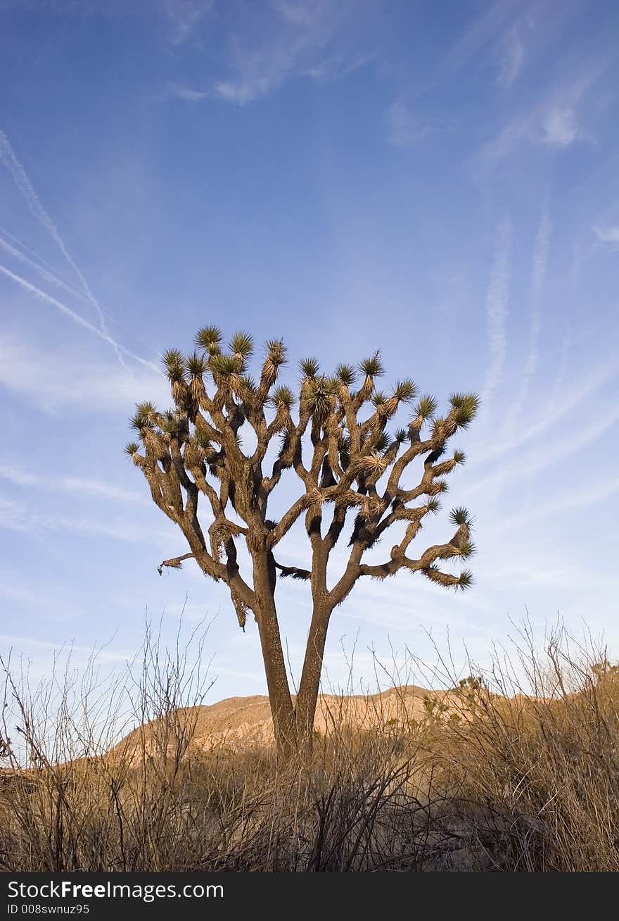 Summer landscape, Joshua Tree,Ca. Summer landscape, Joshua Tree,Ca