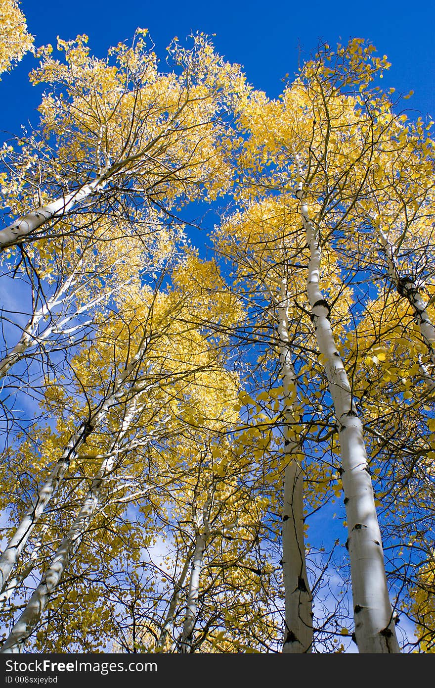 Aspen trees in autumd with a blue sky background. Aspen trees in autumd with a blue sky background