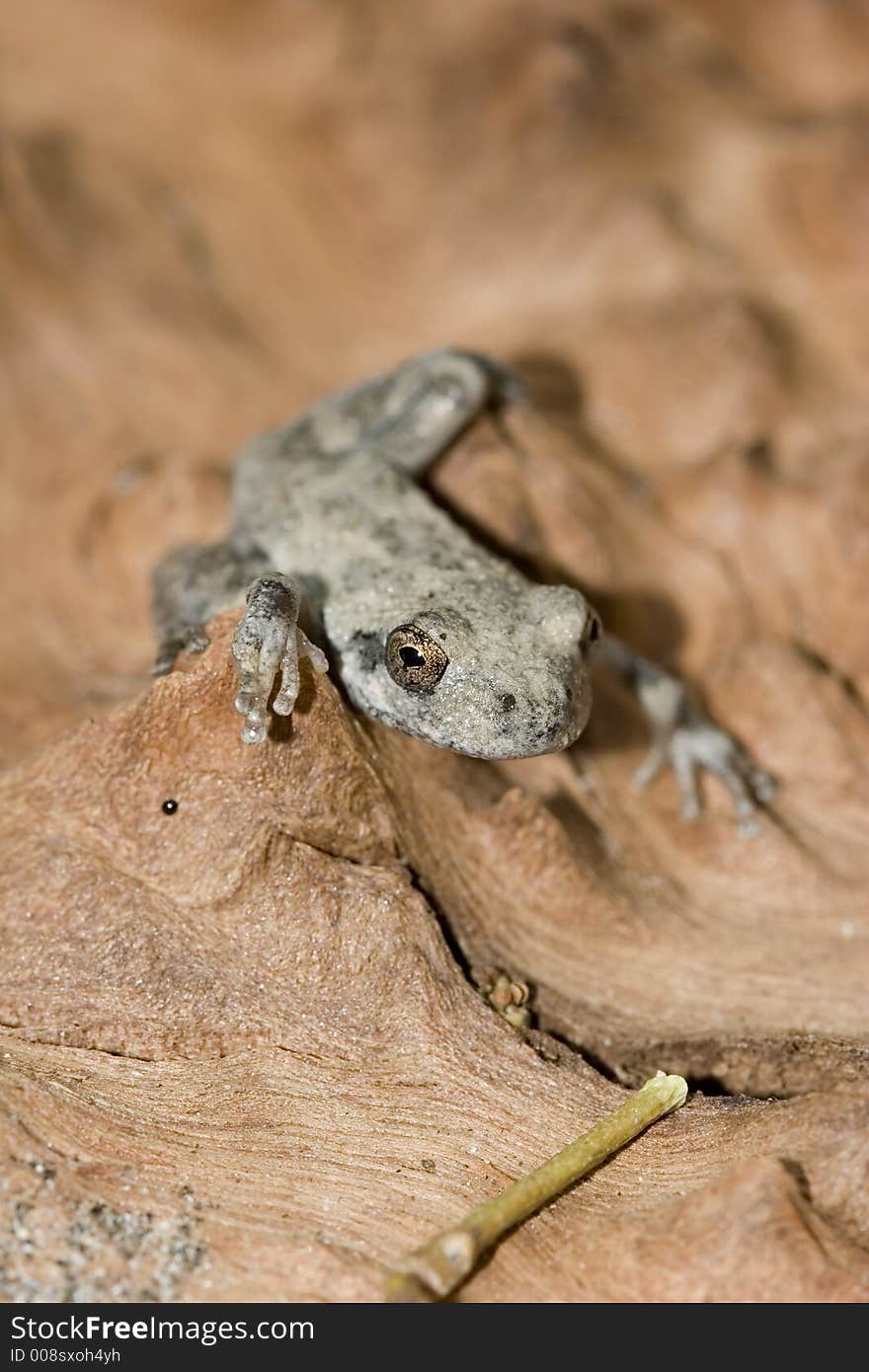 Baby Tree Frog