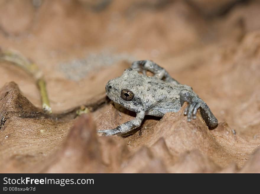 Baby Tree Frog