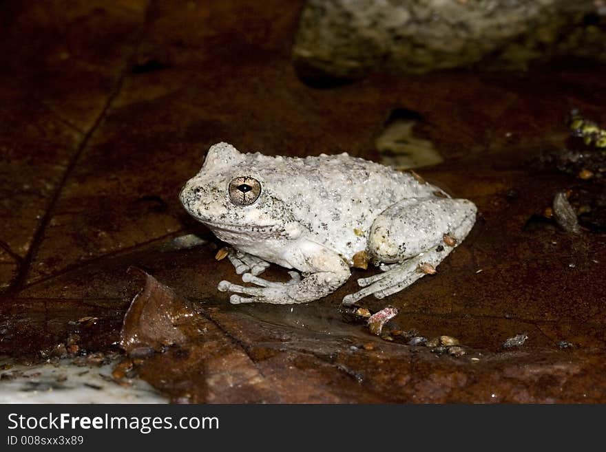 Adult Tree Frog