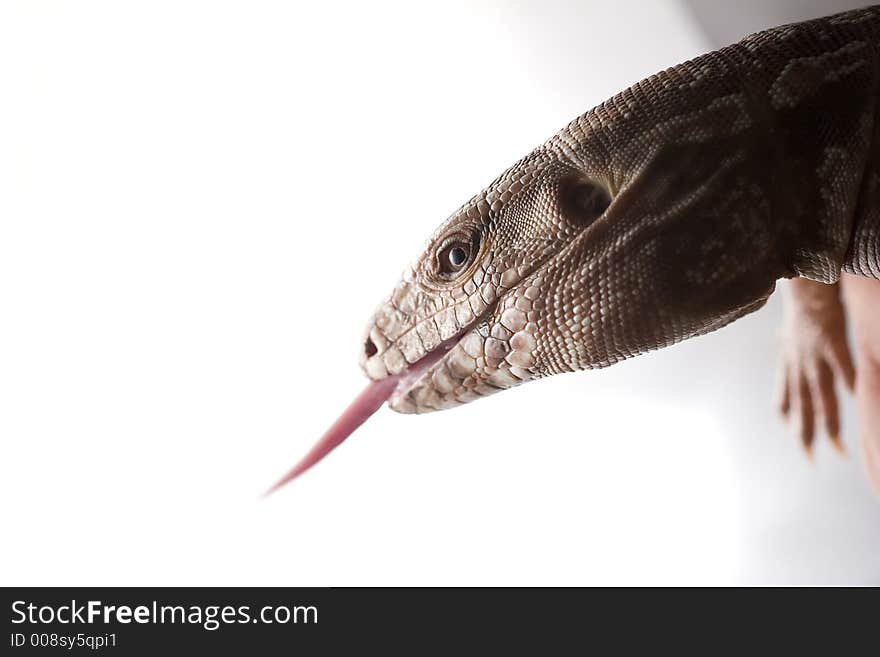 Lizard, red tegu close-up