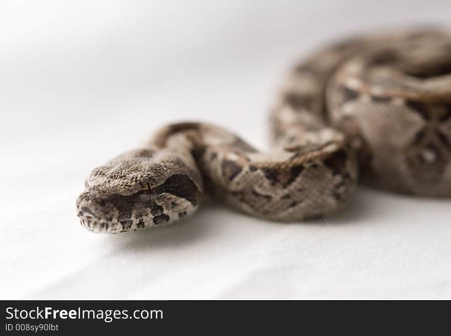 Baby boa constictor close-up