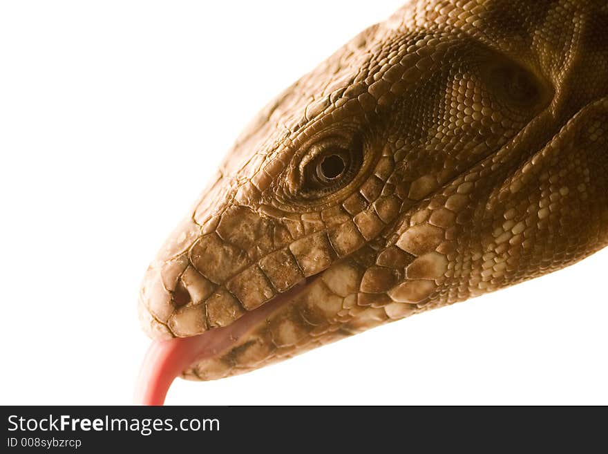 Lizard, red tegu close-up