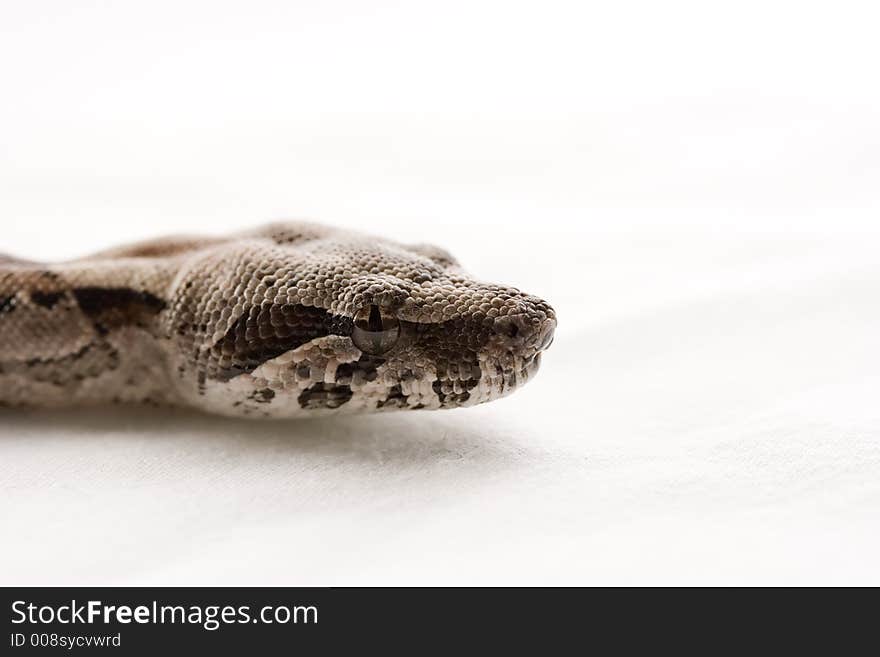 Baby Boa Constictor Close-up