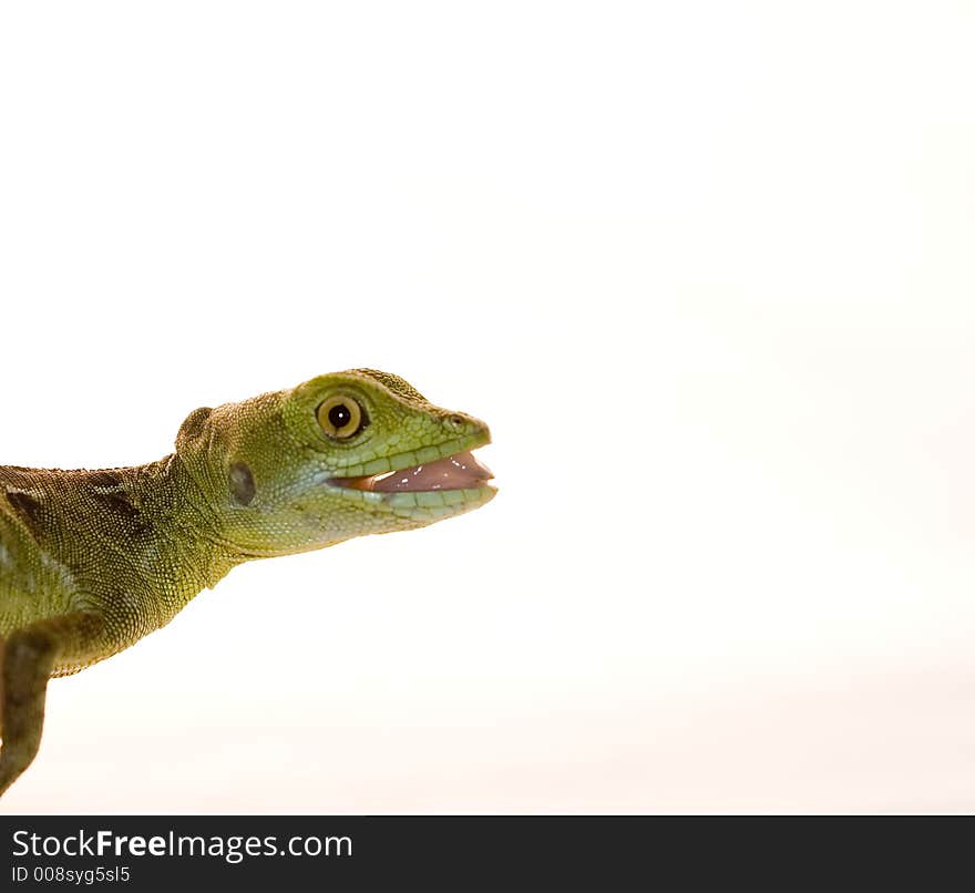 Lizard, red tegu close-up