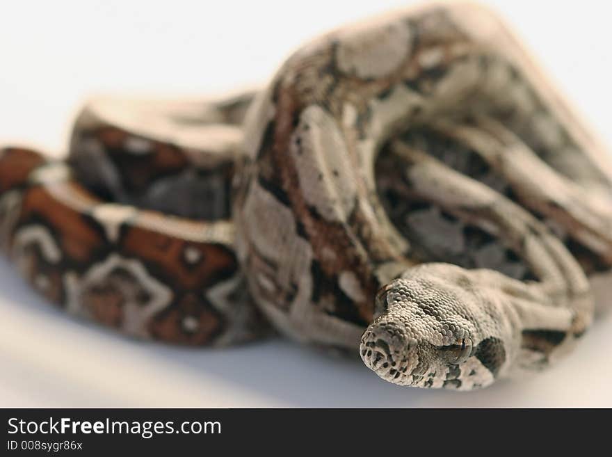 Baby boa constictor close-up