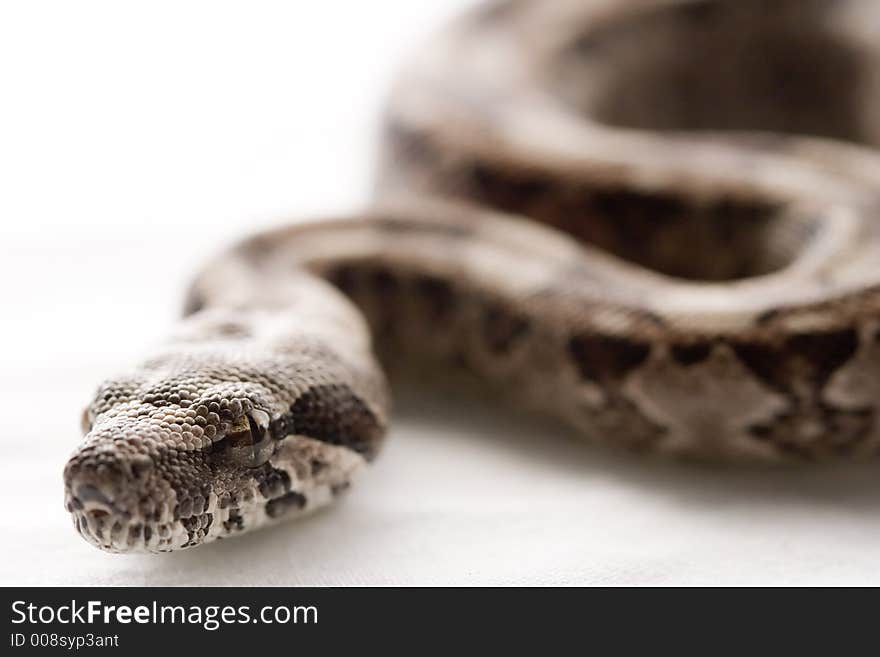 Baby Boa Constictor Close-up