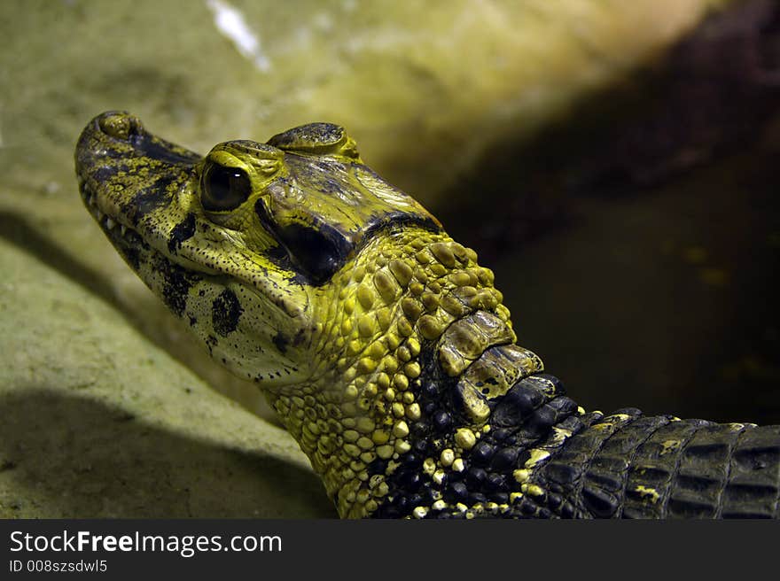 Head of crocodile in zoo