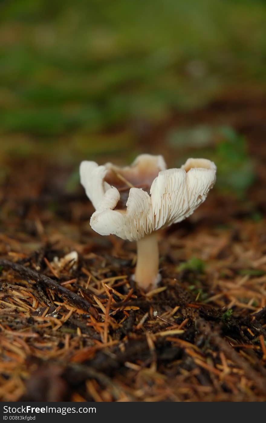 Mushroom in the autumnal forest