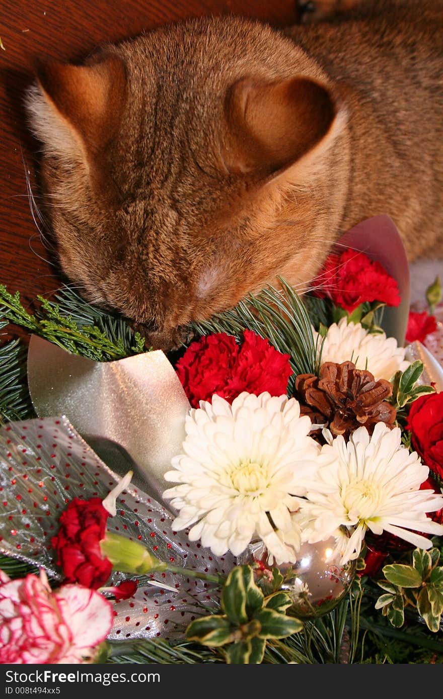 Cat with head buried in flower arrangement. Cat with head buried in flower arrangement