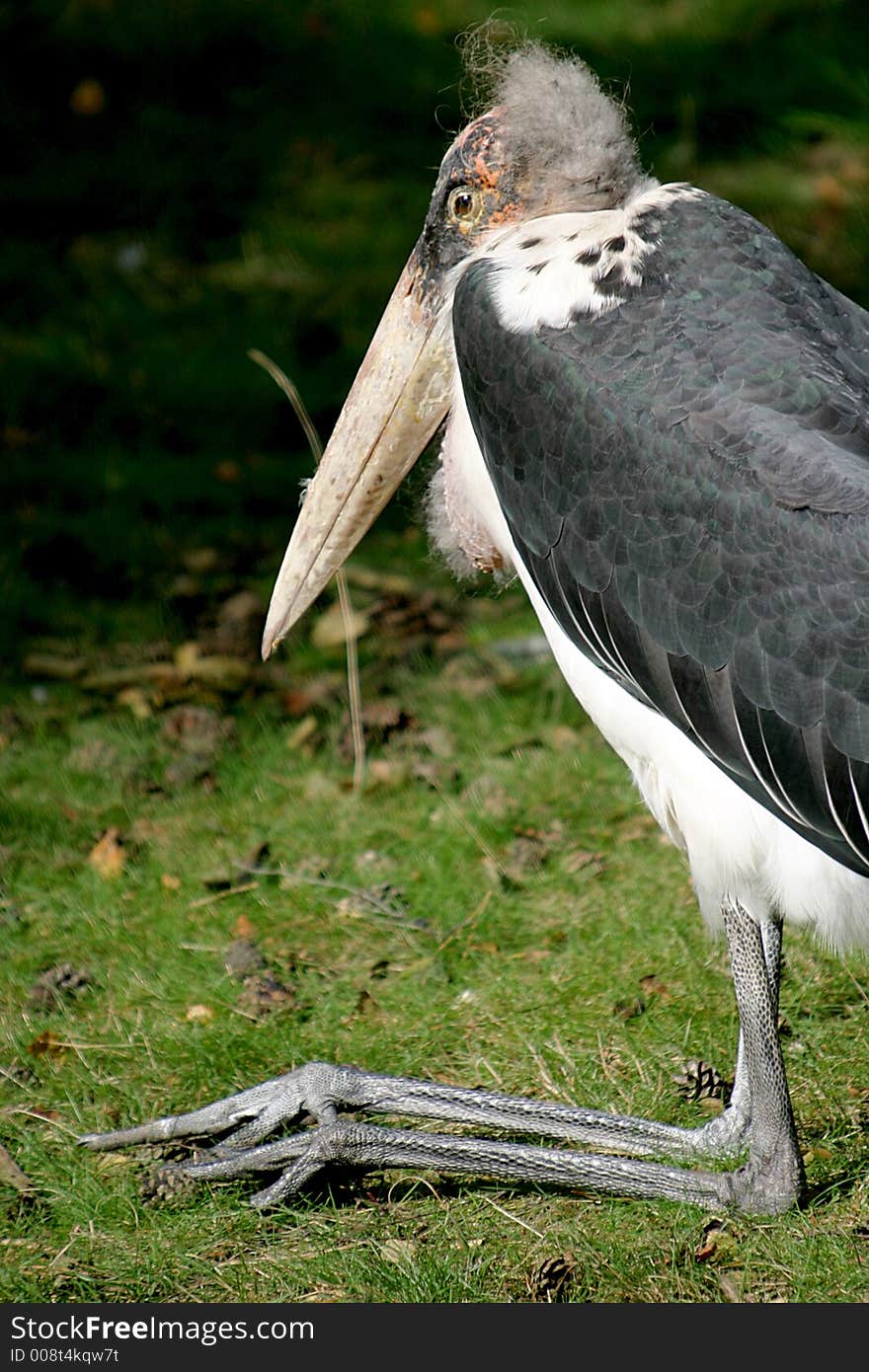 An Old, Resting Marabou Stork