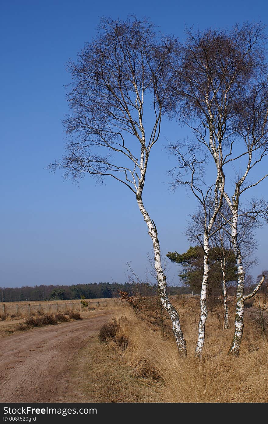 Birchtrees On A Dutch Moor