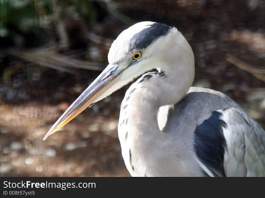 Portrait of Common Grey Heron. Portrait of Common Grey Heron