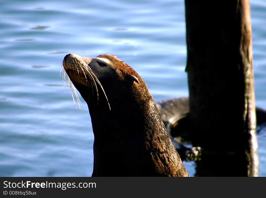 This seal resides at the infamous Pier 39 on the San Francisco warf. This seal resides at the infamous Pier 39 on the San Francisco warf