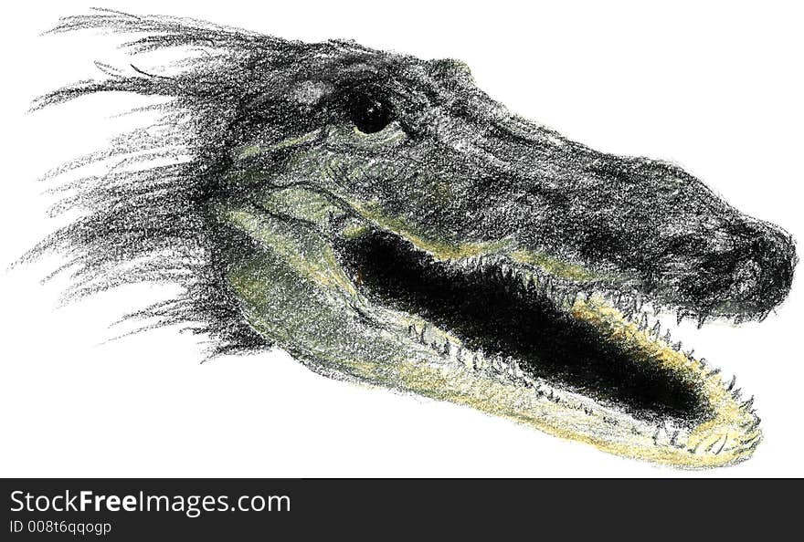 Alligator