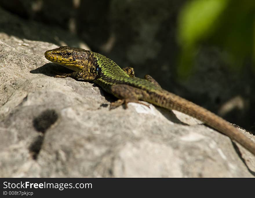 Lizard at the rock