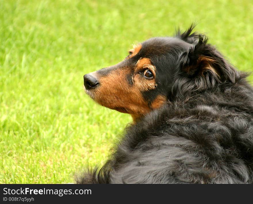 Dog laying on the grass looking backwards