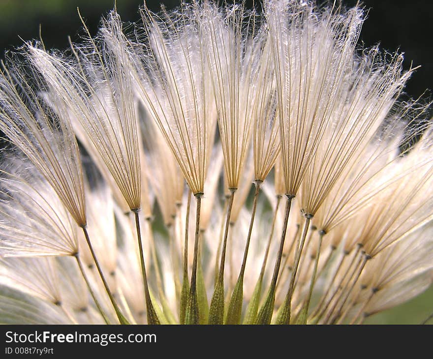 A dandelion with many seeds. A dandelion with many seeds