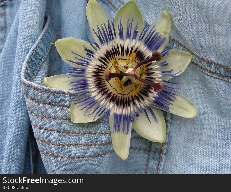 A passion flower in a blue jeans pocket. A passion flower in a blue jeans pocket