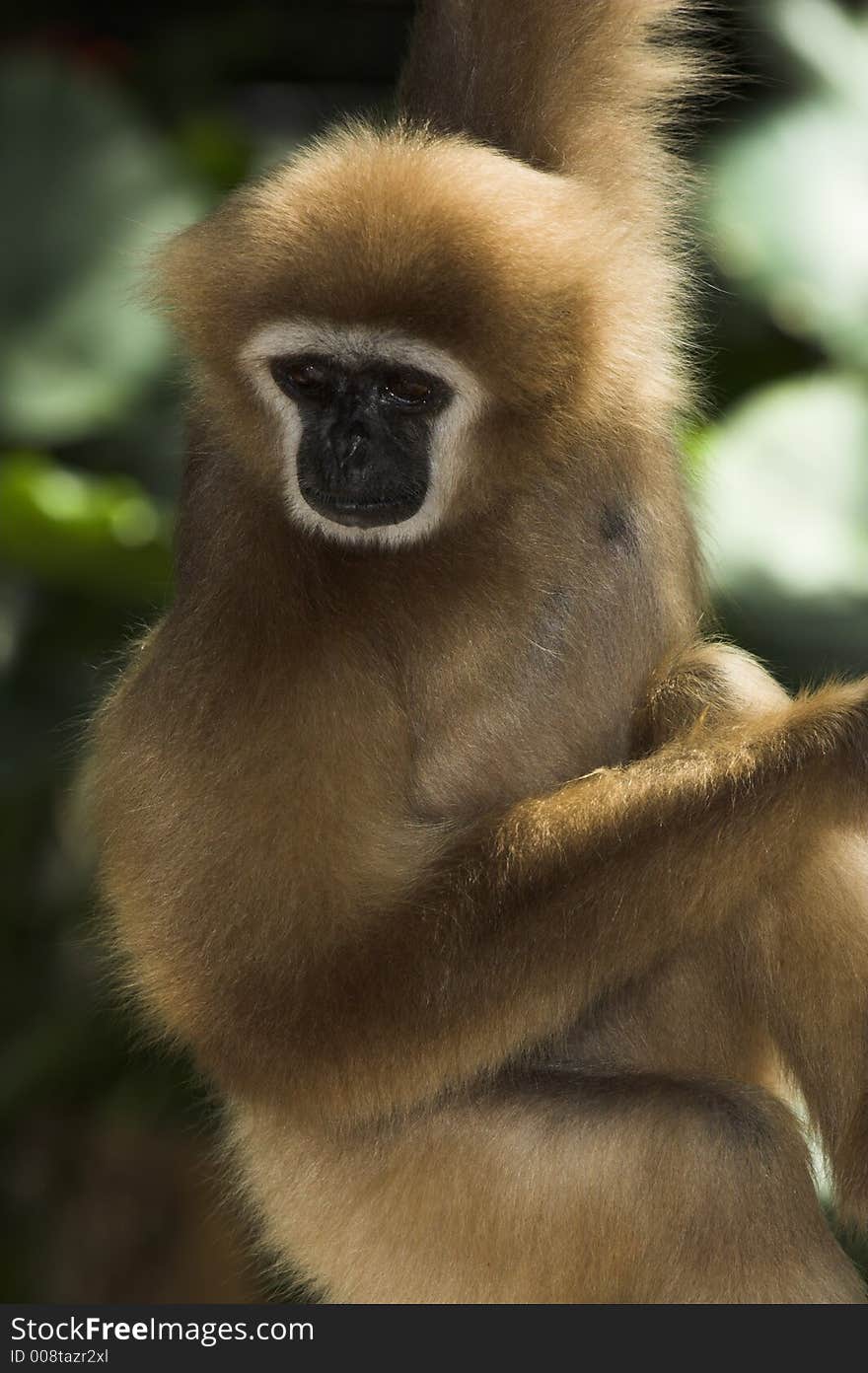 White-handed Gibbon - hylobates lar