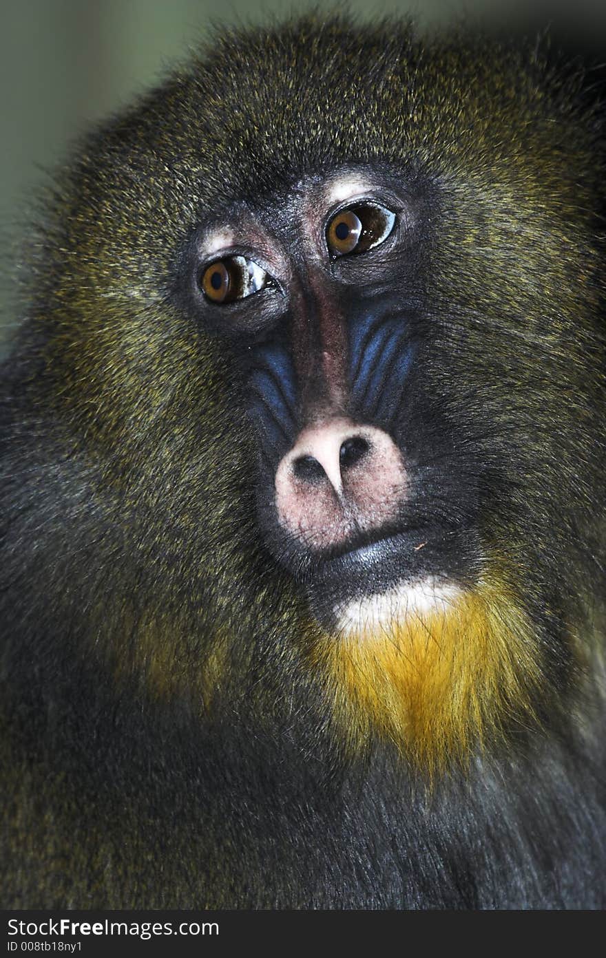 Mandrill- Young Alpha Male looking out