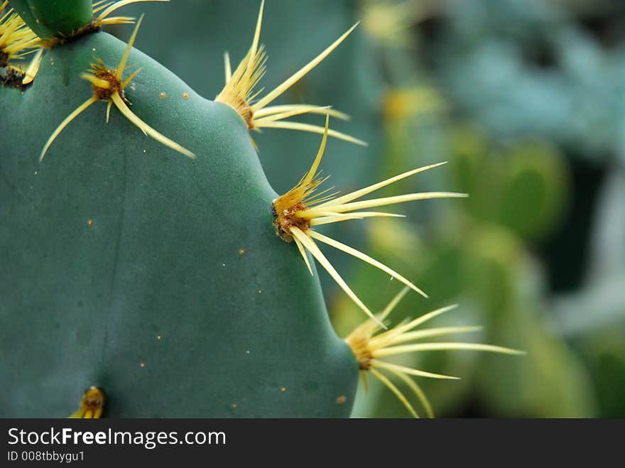 Green cactus with yellow spines all over. Green cactus with yellow spines all over.